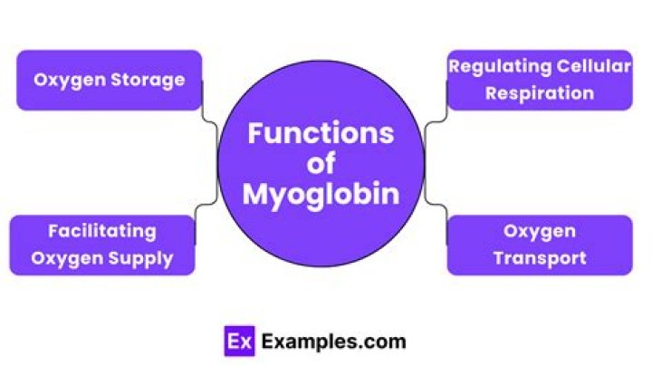 Which is the function of myoglobin?