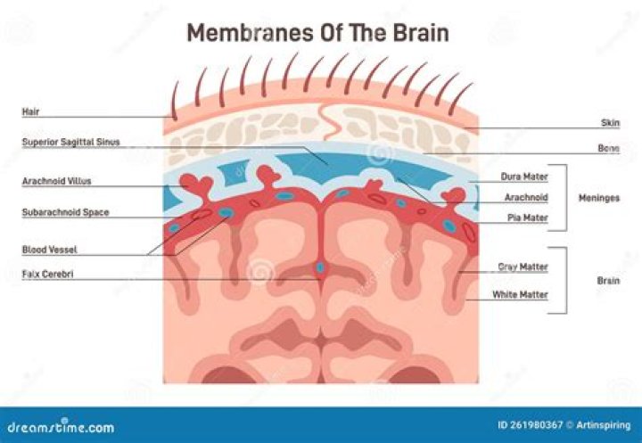 Which is the most superficial covering of the brain?