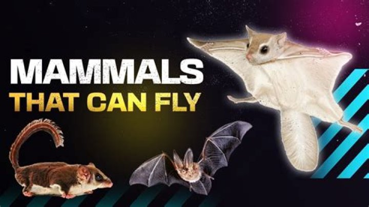 Which is the only mammal capable of flying by beating their wings to power flight?