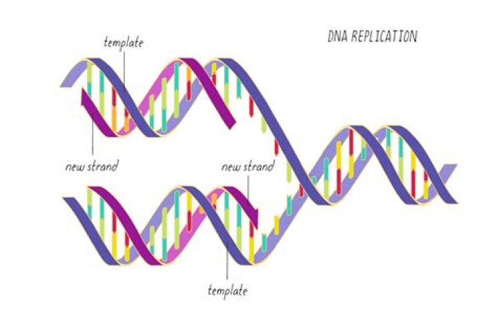 Which is the template strand of DNA?