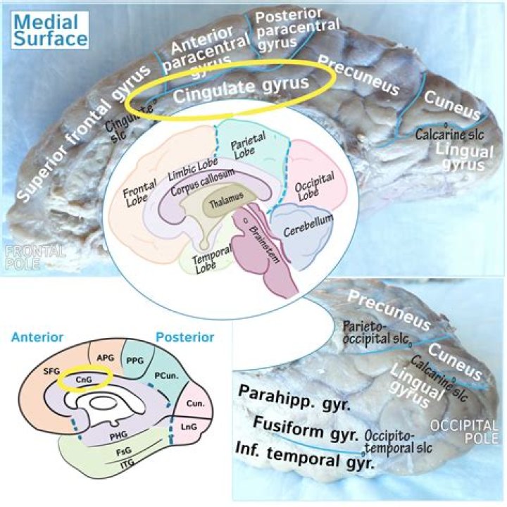 Which major roles does the anterior cingulate gyrus play in one's pain experience?