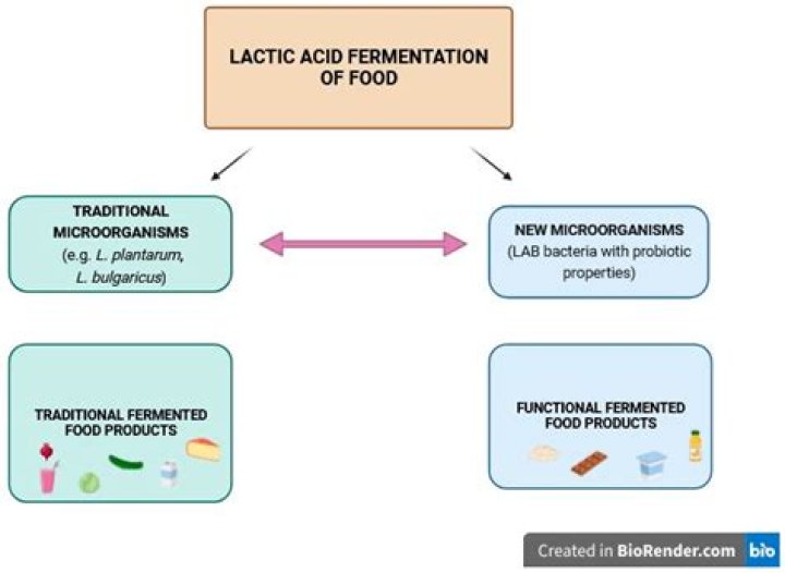 Which microorganisms are used in fermentation of food products?
