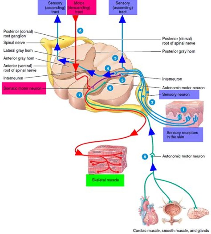 Which nervous system includes sensory nerves and motor nerves?
