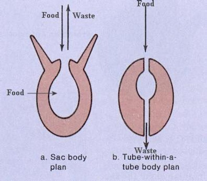 Which of the animal has tube within tube body plan?