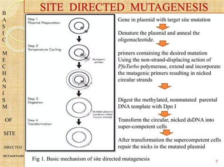 Which of the following are the types of site directed mutagenesis?