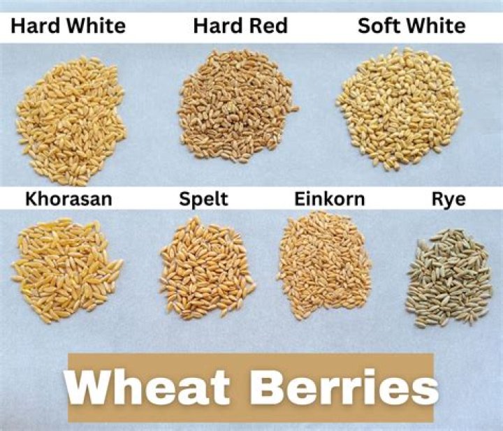 Which of the following are varieties of wheat?