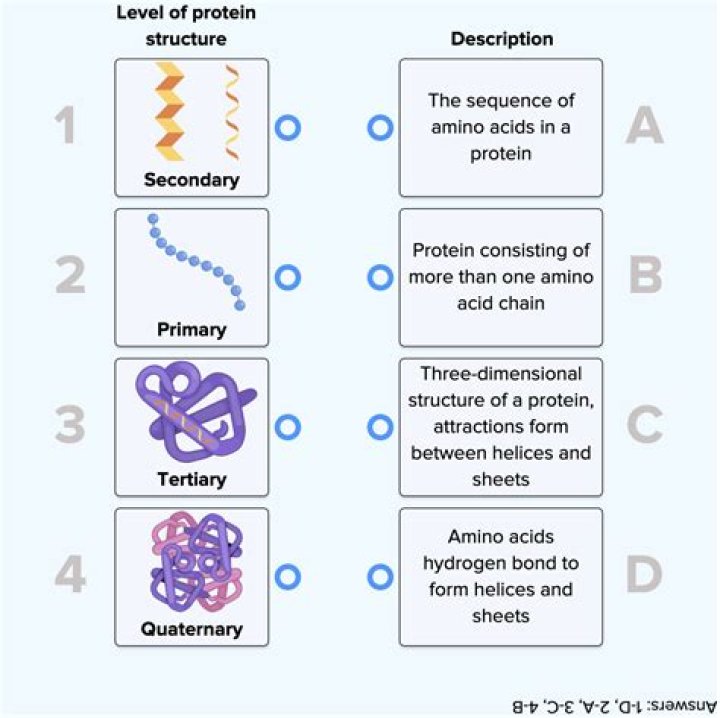 Which of the following is characteristic of proteins?