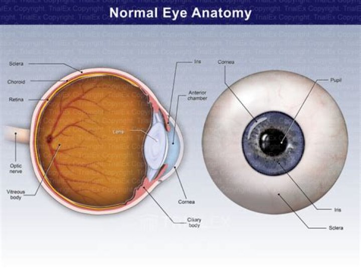 Which of the following means pertaining to within the eye?