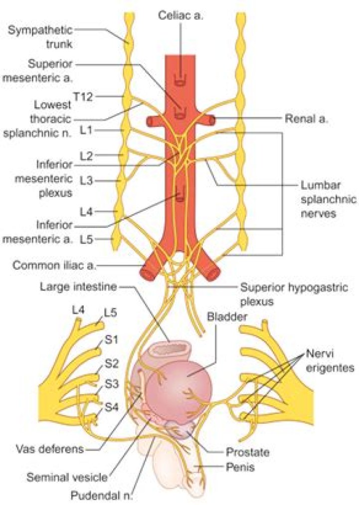 Which of the following nerves contribute sympathetic fibers to the inferior Hypogastric pelvic plexus?