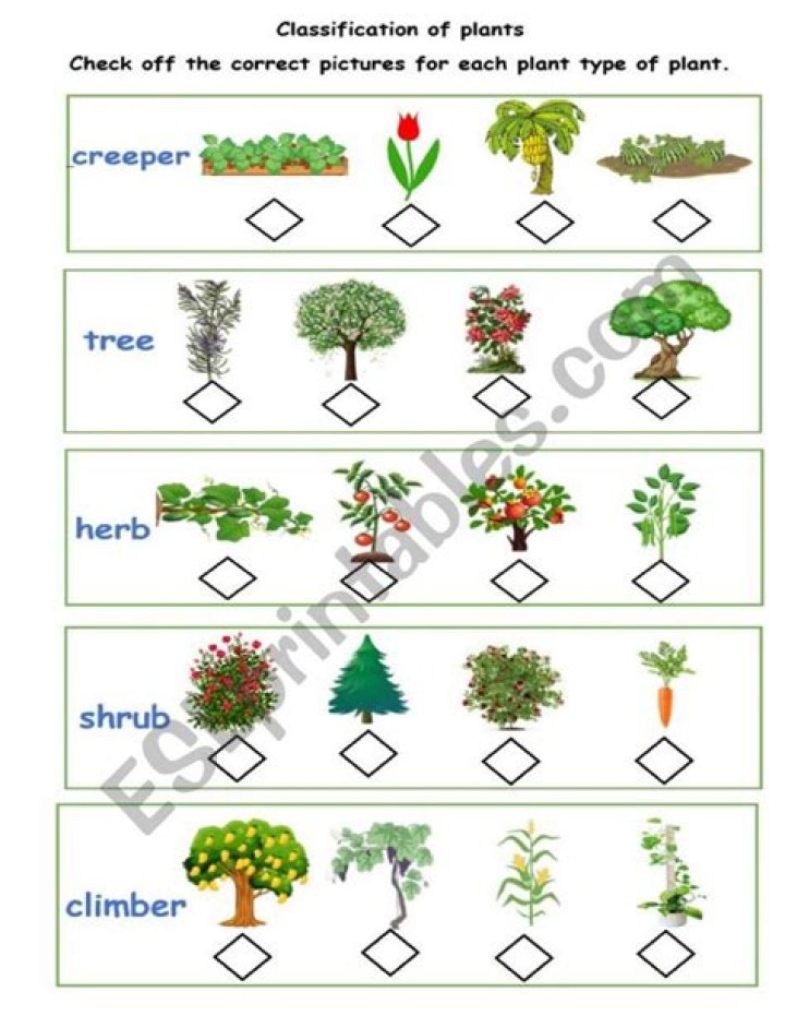 Which of the following plants is a tree in its habit?