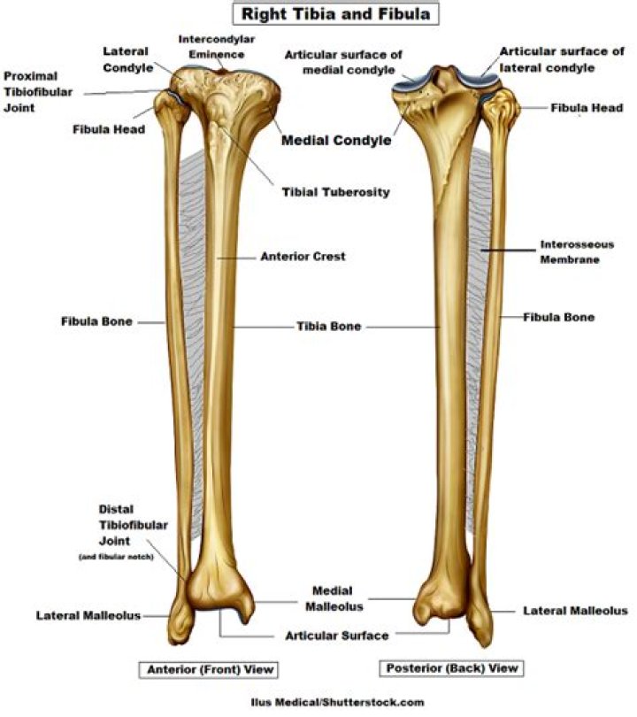 Which of the two bones of the lower leg is the weakest the tibia or fibula?