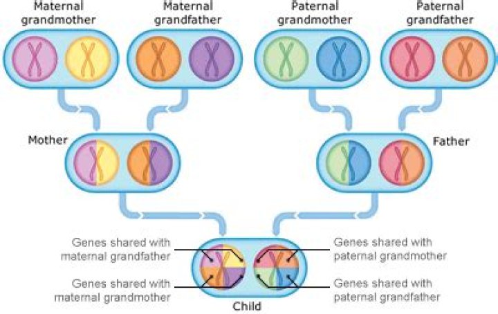 Which parent carries twin gene?