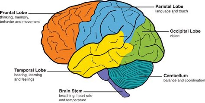 Which part of brain is affected during memory loss?