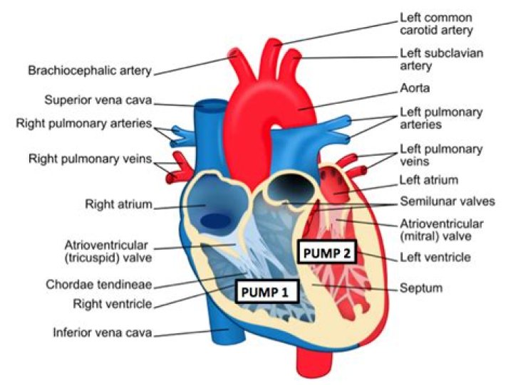 Which part of heart pumps blood to body?