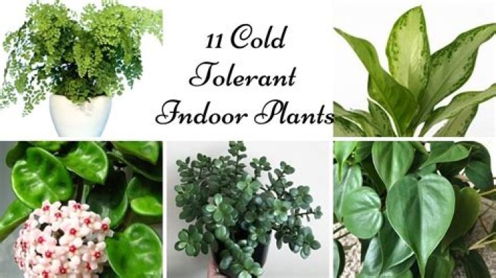 Which plant grow in cold and hilly areas?