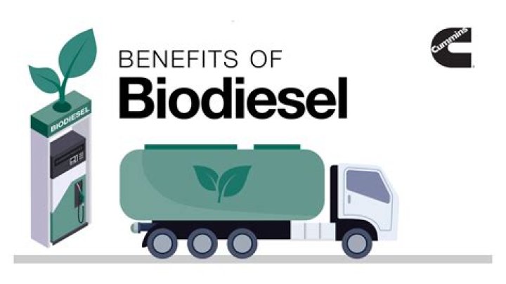 Which plant is used in biodiesel?