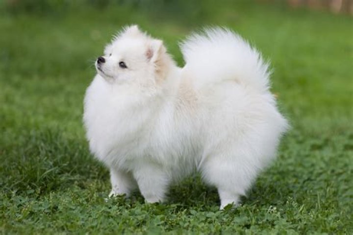 Which Pomeranian is best?