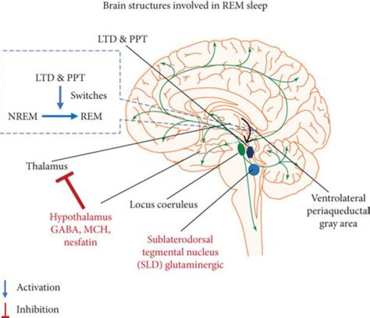 Which region of the brain is involved in producing REM Atonia?