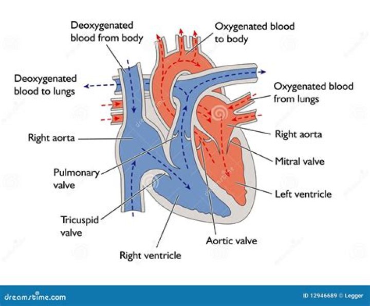 Which side of the heart carries and pumps oxygenated blood?