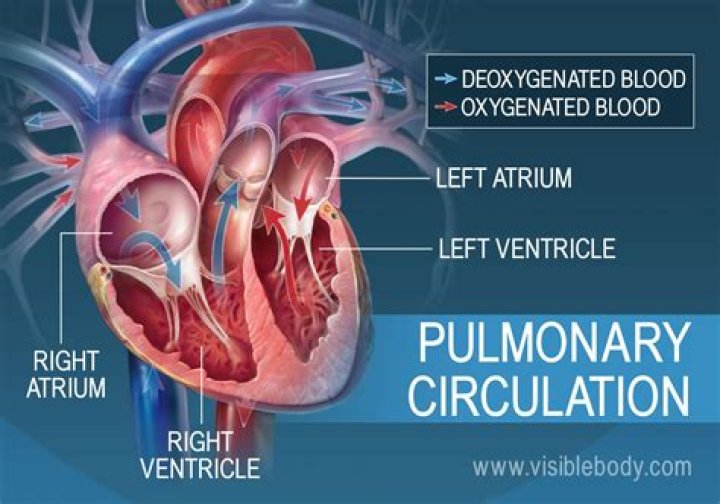 Which side of the heart is responsible for pulmonary circulation?