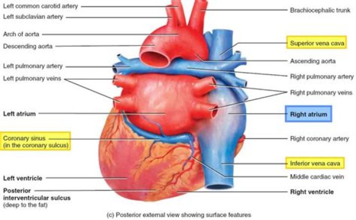 Which three vessels take blood to the right atrium?