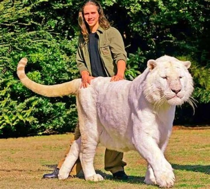 Which Tiger is biggest?