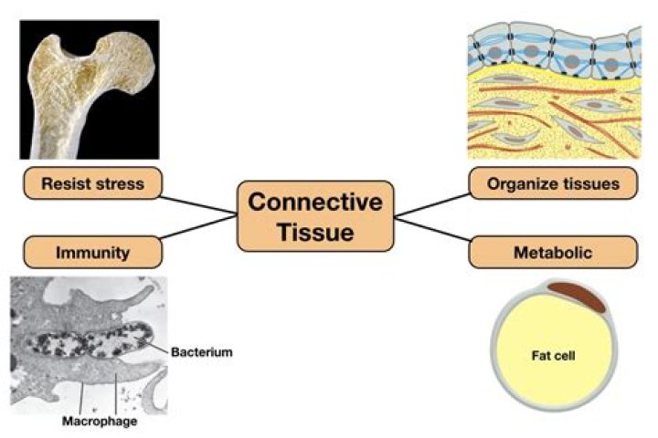Which tissue connects two bones?