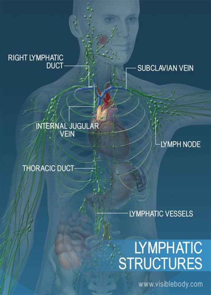 Which vessels carry lymph to the lymph node?