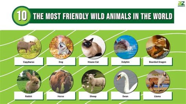 Which wild animals are friendly?