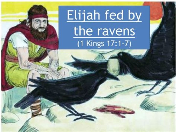 Who did the Ravens feed?