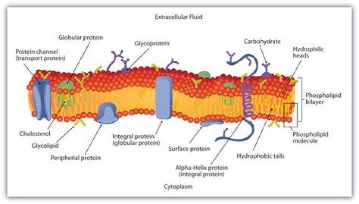 Who first suggested that cell membranes were made of lipids?