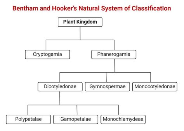 Who gave natural system of classification?