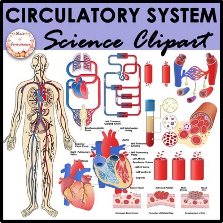 Who introduced circulatory system?