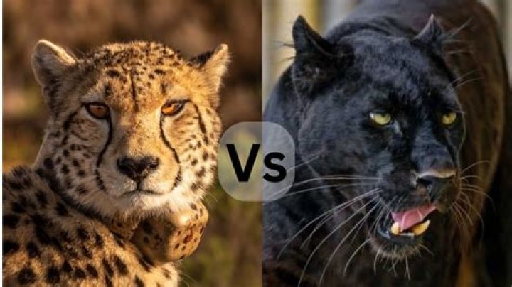 Who is faster Panther or Cheetah?