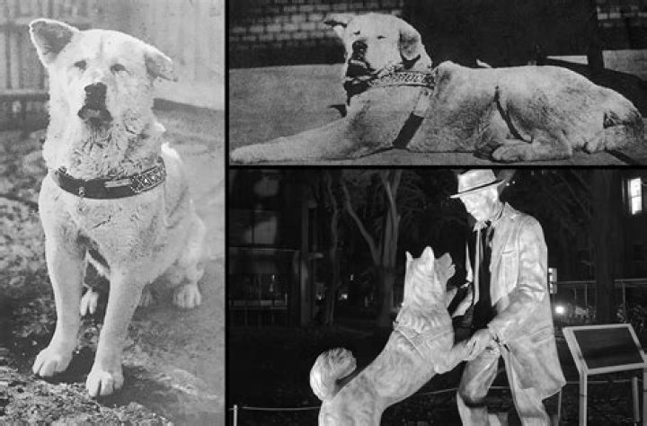 Who is the owner of Walter the dog?