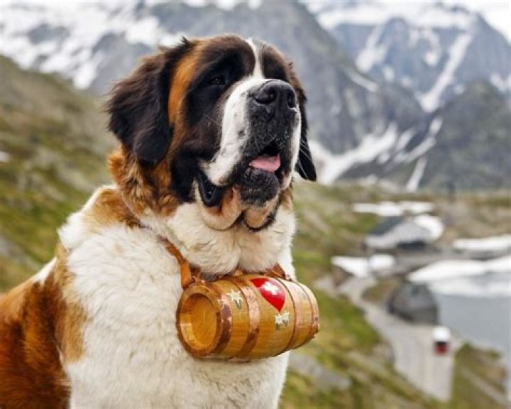 Who owns St Bernard?