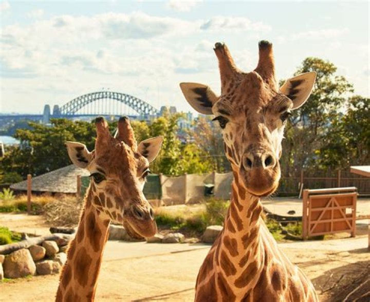 Who owns Sydney zoo?