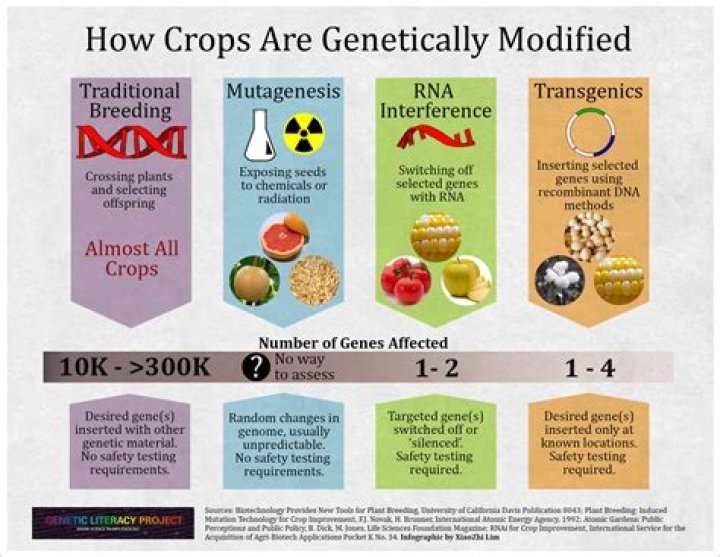 Who uses the most GMOs?