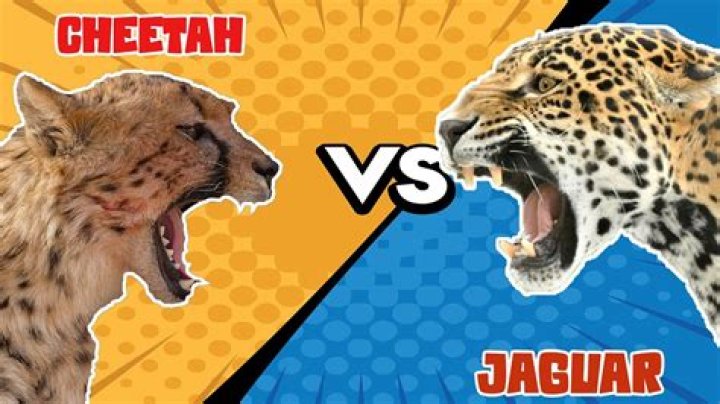 Who would win cheetah or jaguar?