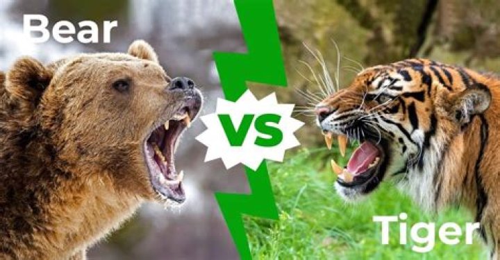 Who would win in a fight a tiger or a shark?