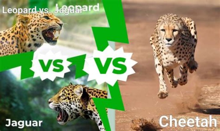 Who would win in a fight between a Jaguar and a lion?