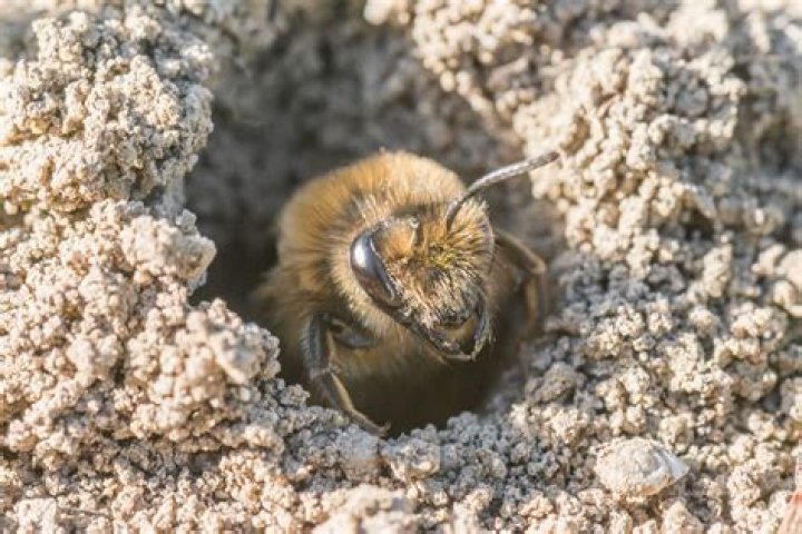 Why am I seeing bees on the ground?