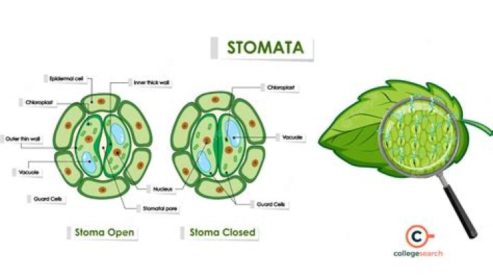 Why are air spaces near most of the stomata?