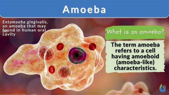 Why are amoebas considered animals?
