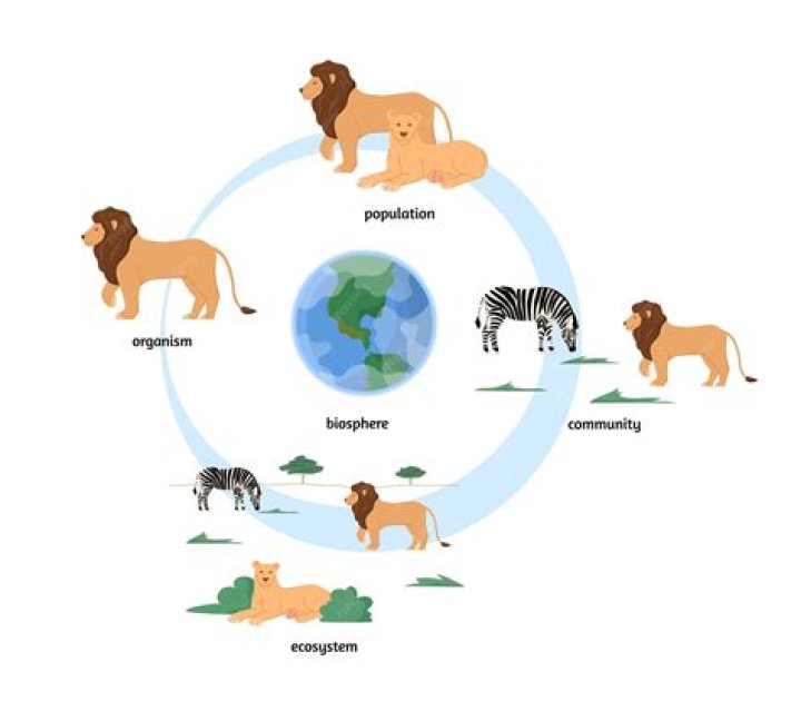 Why are animals important to the ecosystem?
