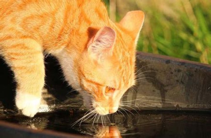Why are cats afraid of rain?