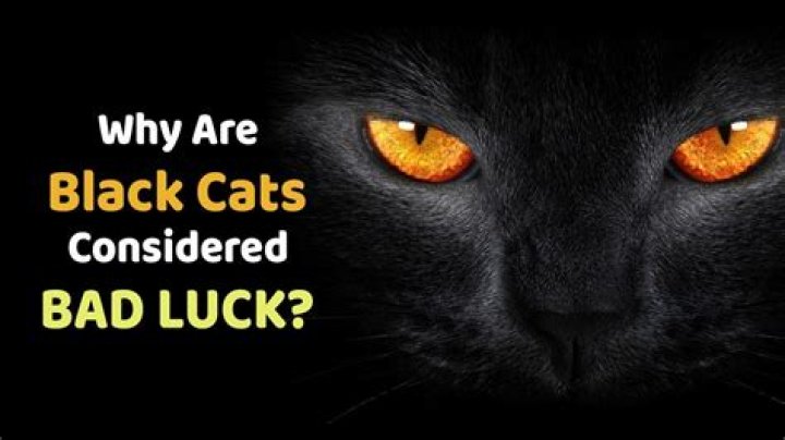 Why are cats considered bad luck?