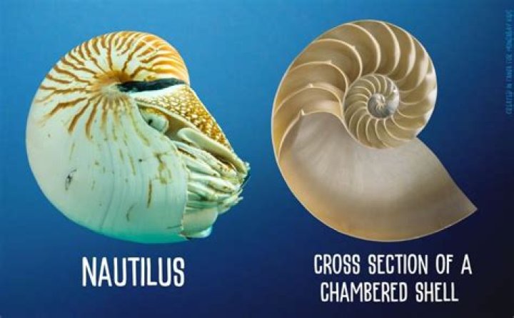 Why are chambered nautilus important?
