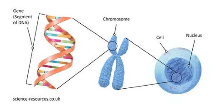 Why are genes located on the same chromosome linked?