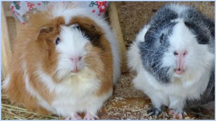 Why are guinea pigs so nice?